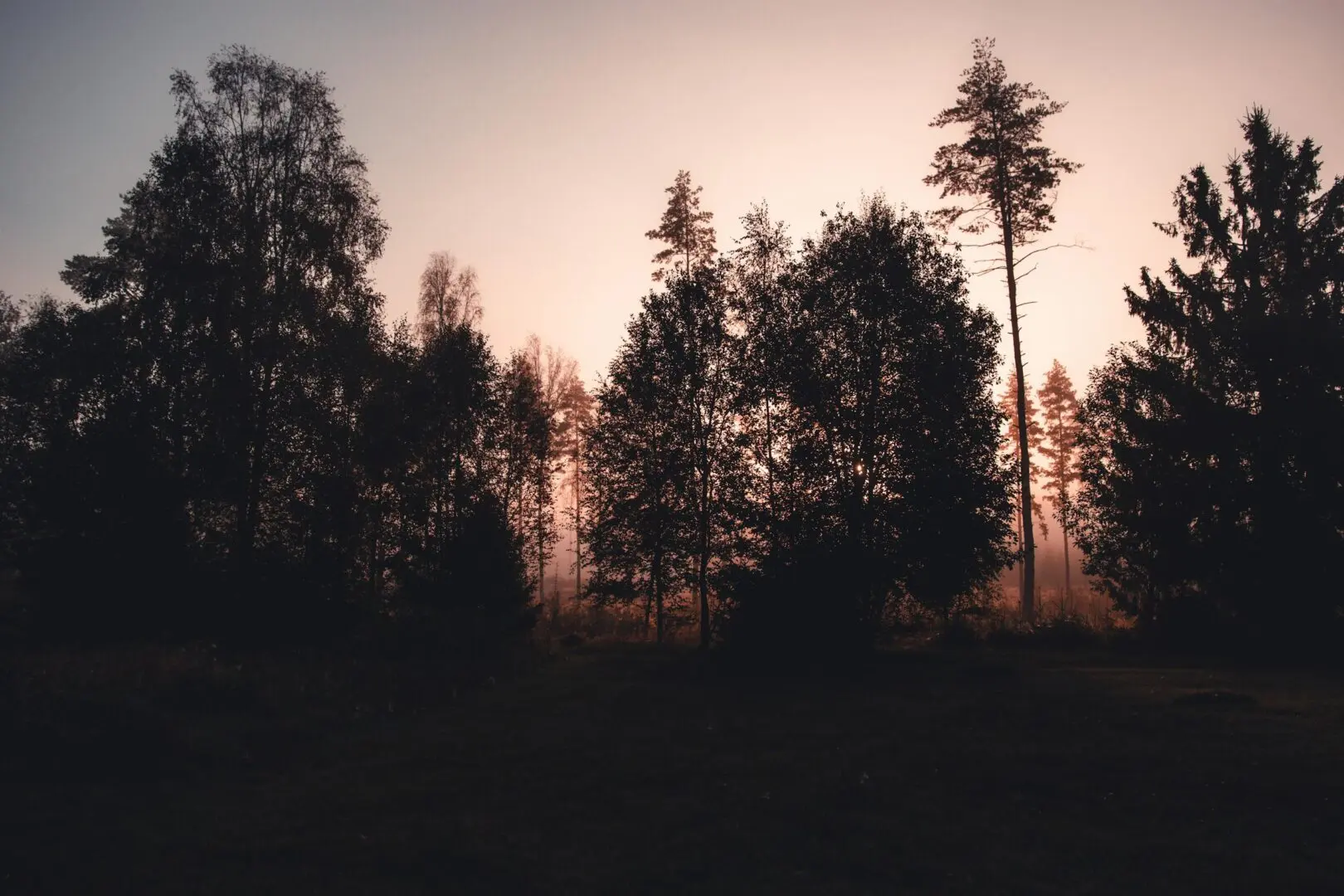 Peaceful forest silhouette during twilight with warm, muted colors.