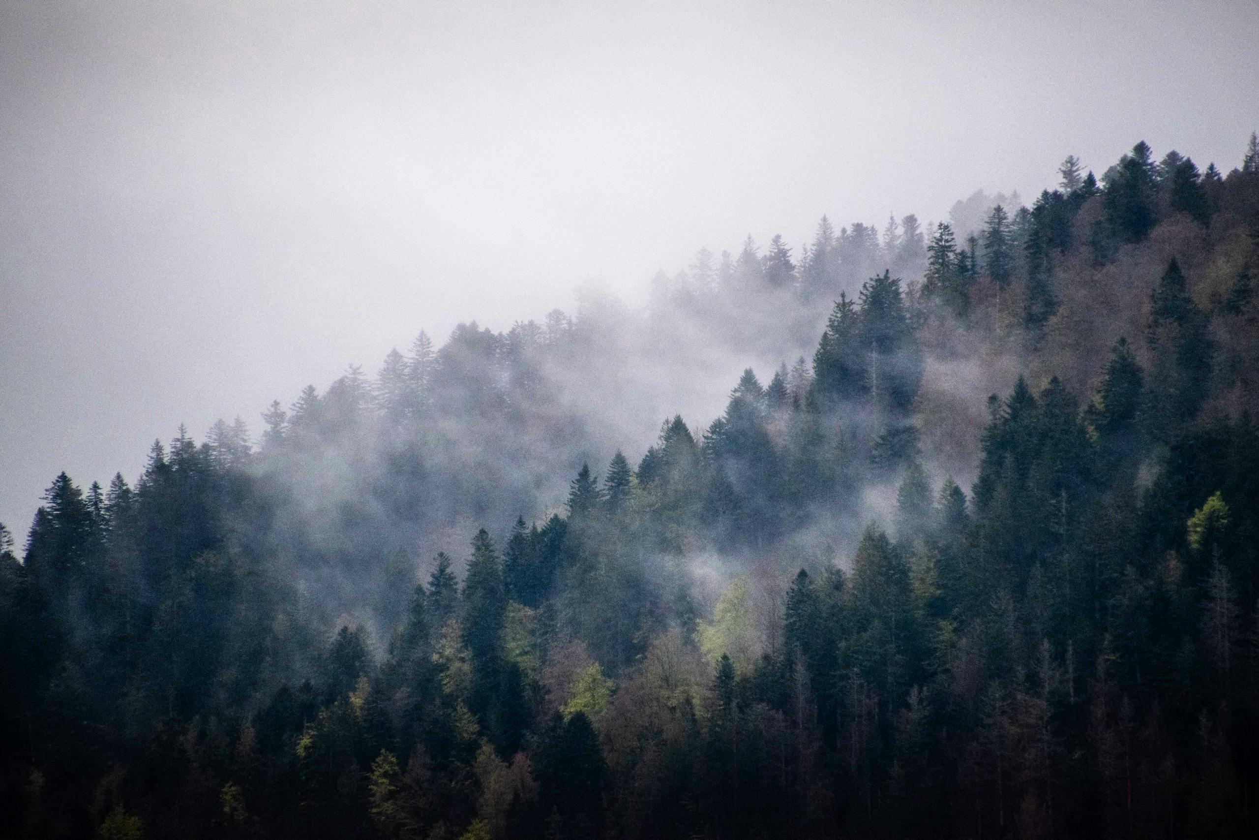 Serene mist over forested hills in Grand Est, France, creating a tranquil scene.