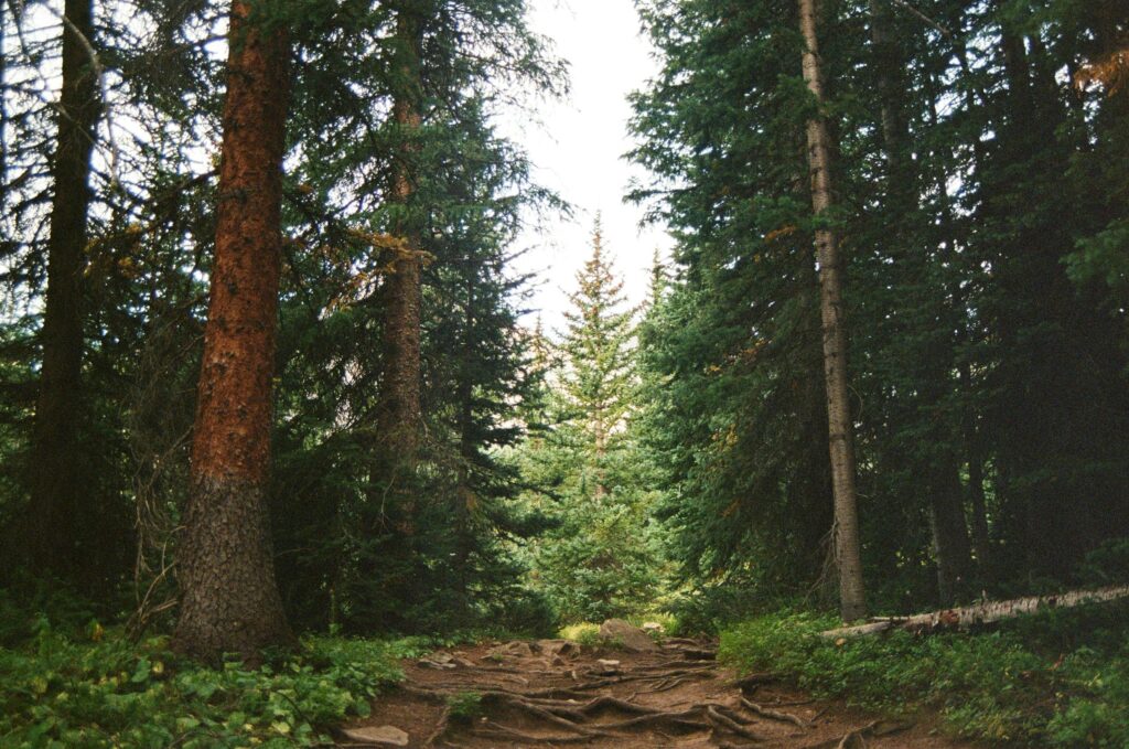 wee forest