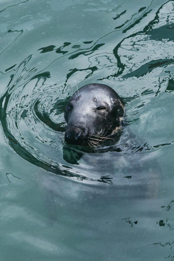 A playful seal swims in the clear waters of Dublin Harbor, Ireland.
Vanishing Ocean Phytoplankton
