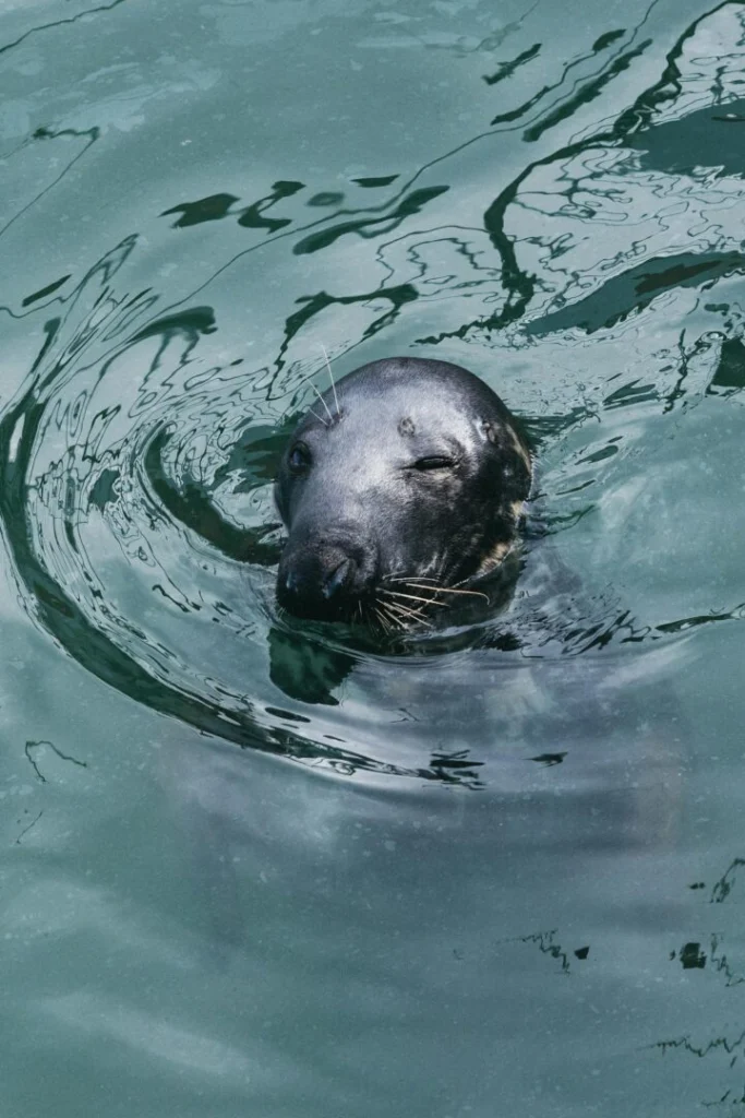 A playful seal swims in the clear waters of Dublin Harbor, Ireland.
Vanishing Ocean Phytoplankton