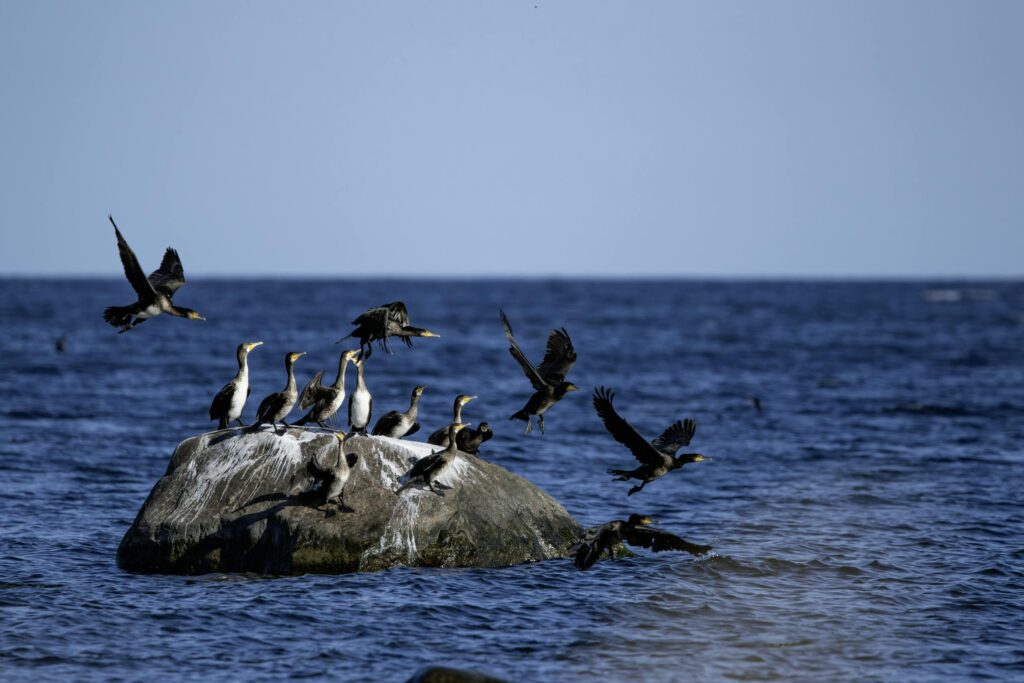 Free stock photo of adult bird, cormorant, earth science exam
